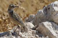 Chersomanes albofasciata